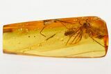 Fossil Caddisfly (Trichoptera) & Huge Spider (Araneae) in Baltic Amber #343232-1